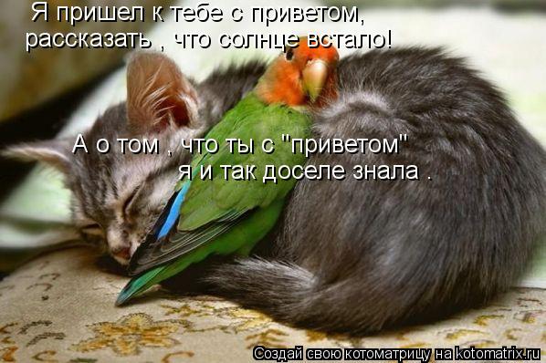 Котоматрица: Я пришел к тебе с приветом,  рассказать , что солнце встало! А о том , что ты с "приветом"  я и так доселе знала .