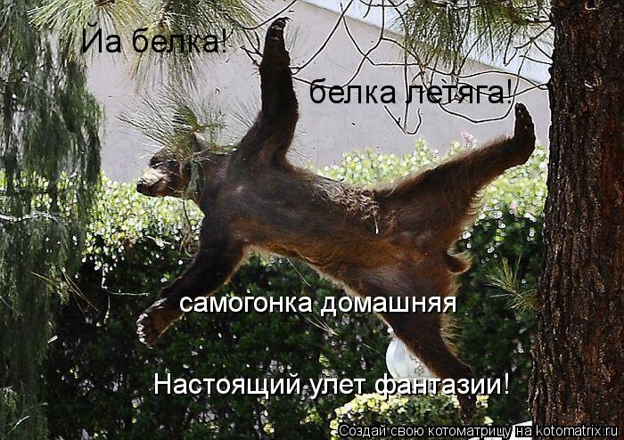 Йа белка! белка летяга! самогонка домашняя Настоящий улет фантазии!... Котоматрица: Йа белка! белка летяга! самогонка домашняя Настоящий улет фантазии!