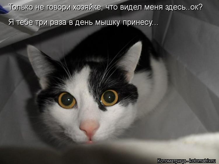 Только не говори хозяйке, что видел меня здесь..ок? Я тебе три раза в день мышку принесу...... Котоматрица: Только не говори хозяйке, что видел меня здесь..ок? Я тебе три раза в день мышку принесу...