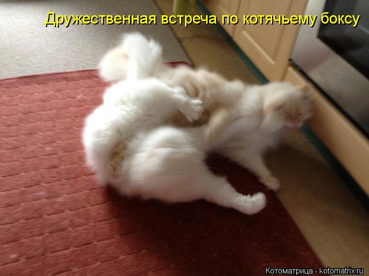 Дружественная встреча по котячьему боксу... Котоматрица: Дружественная встреча по котячьему боксу