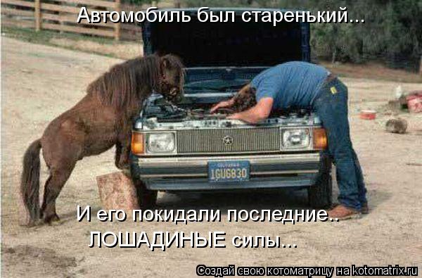 kotomatritsa_ks.jpg