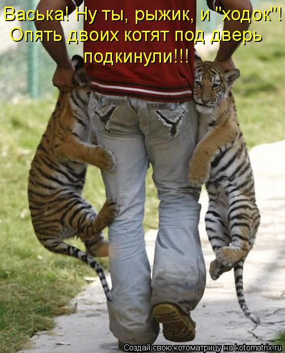 Опять двоих котят под дверь подкинули!!! Васька! Ну ты, рыжик, и "ходок"!... Котоматрица: Опять двоих котят под дверь подкинули!!! Васька! Ну ты, рыжик, и "ходок"!