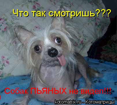 Что так смотришь??? Собак ПЬЯНЫХ не видел!!!... Котоматрица: Что так смотришь??? Собак ПЬЯНЫХ не видел!!!