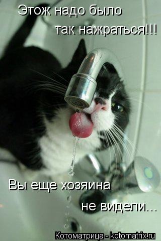 Этож надо было так нажраться!!! Вы еще хозяина не видели...... Котоматрица: Этож надо было так нажраться!!! Вы еще хозяина не видели...