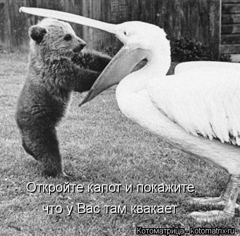 Откройте капот и покажите, что у Вас там квакает... Котоматрица: Откройте капот и покажите, что у Вас там квакает