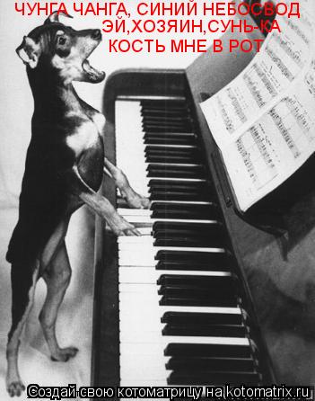 Котоматрица: ЧУНГА ЧАНГА, СИНИЙ НЕБОСВОД ЭЙ,ХОЗЯИН,СУНЬ-КА  КОСТЬ МНЕ В РОТ