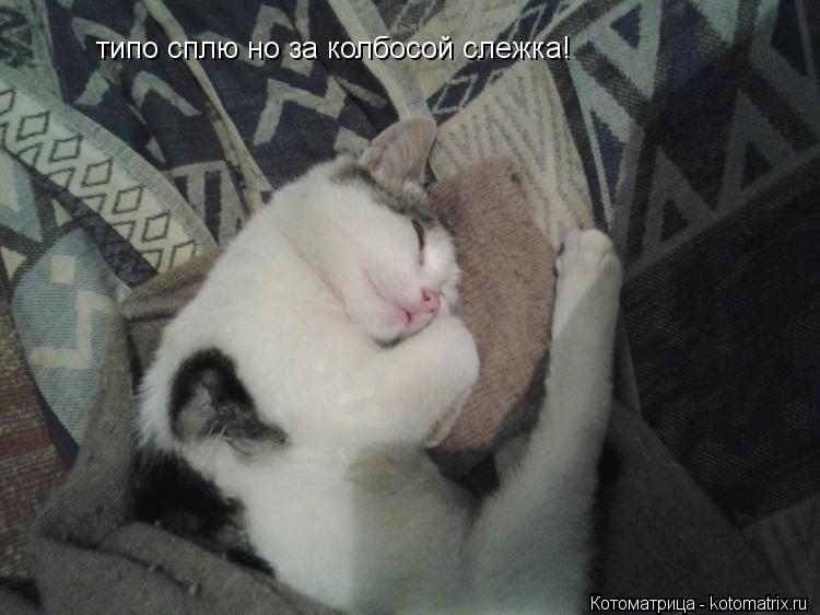 типо сплю но за колбосой слежка!... Котоматрица: типо сплю но за колбосой слежка!