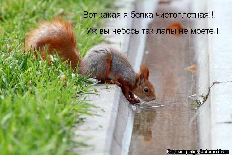 Вот какая я белка чистоплотная!!! Уж вы небось так лапы не моете!!!... Котоматрица: Вот какая я белка чистоплотная!!! Уж вы небось так лапы не моете!!!