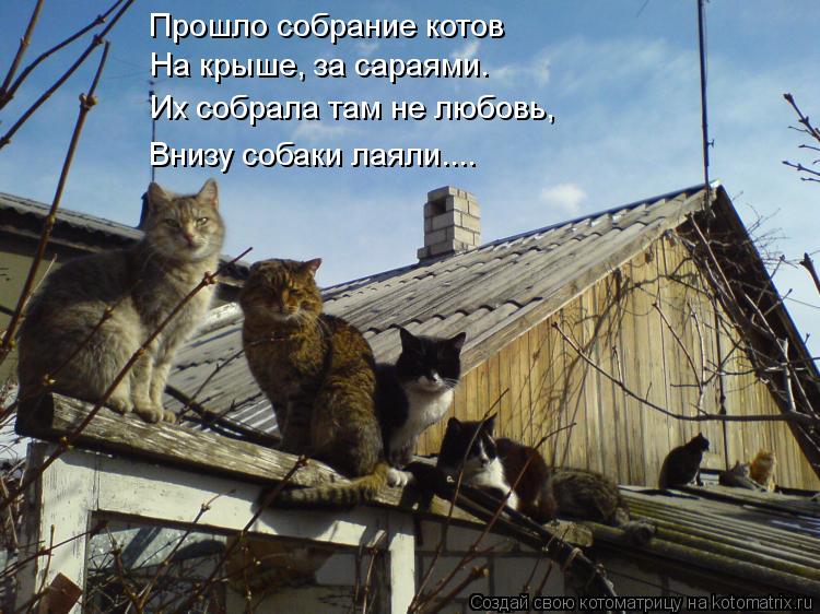 Котоматрица: Прошло собрание котов На крыше, за сараями. Их собрала там не любовь, Внизу собаки лаяли....