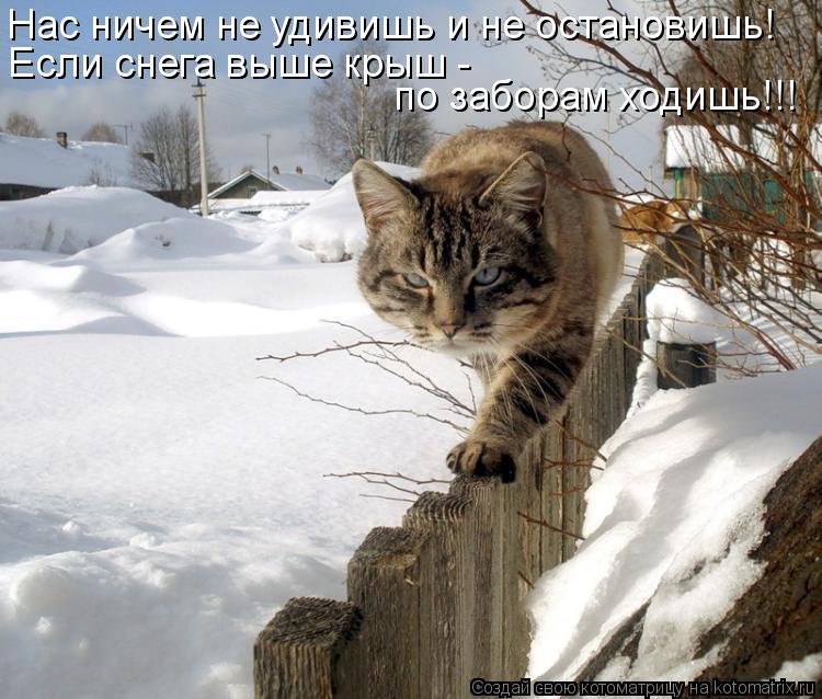 Нас ничем не удивишь и не остановишь! Если снега выше крыш - по заборам ходишь!!!... Котоматрица: Нас ничем не удивишь и не остановишь! Если снега выше крыш - по заборам ходишь!!!