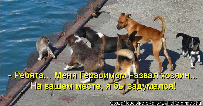 - Ребята... Меня Герасимом назвал хозяин... На вашем месте, я бы задумался!... Котоматрица: - Ребята... Меня Герасимом назвал хозяин... На вашем месте, я бы задумался!