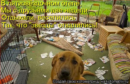 Котоматрица: Мы с друзьями две недели В пятизвёздочном отеле, Отдыхали, веселились Так, что "звезды" отвалились!