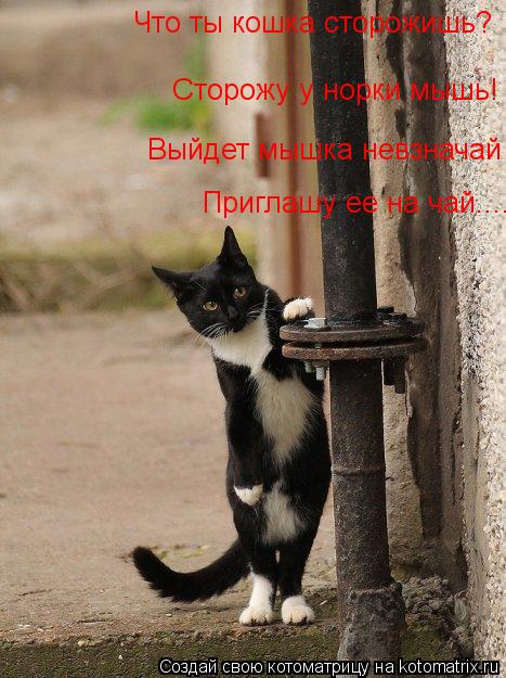 Что ты кошка сторожишь? Сторожу у норки мышь! Выйдет мышка невзначай Приглашу ее на чай....... Котоматрица: Что ты кошка сторожишь? Сторожу у норки мышь! Выйдет мышка невзначай Приглашу ее на чай....