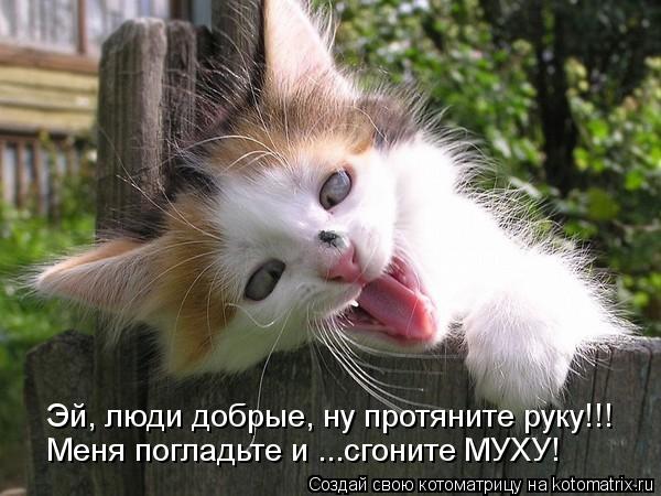 Котоматрица: Эй, люди добрые, ну протяните руку!!! Меня погладьте и ...сгоните МУХУ!