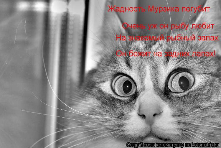 Жадность Мурзика погубит Очень уж он рыбу любит На знакомый рыбный запах Он бежит на задних лапах!... Котоматрица: Жадность Мурзика погубит Очень уж он рыбу любит На знакомый рыбный запах Он бежит на задних лапах!