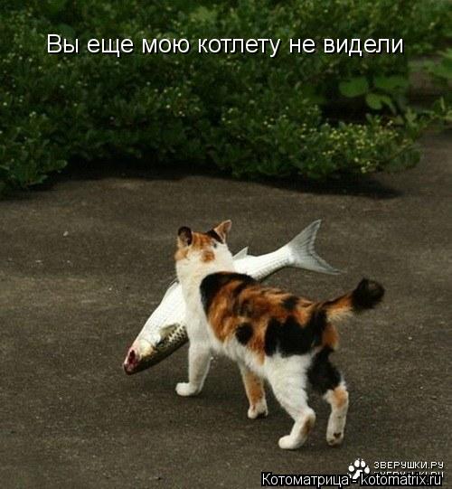 Котоматрица: Вы еще мою котлету не видели