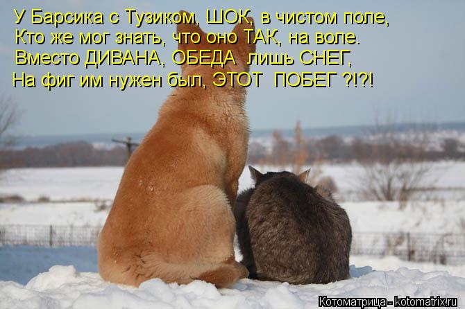 У Барсика с Тузиком, ШОК, в чистом поле, Кто же мог знать, что оно ТАК, на воле. Вместо ДИВАНА, ОБЕДА... Котоматрица: У Барсика с Тузиком, ШОК, в чистом поле, Кто же мог знать, что оно ТАК, на воле. Вместо ДИВАНА, ОБЕДА лишь СНЕГ, На фиг им нужен был, ЭТОТ ПОБЕГ ?