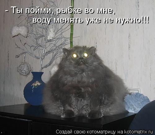 - Ты пойми, рыбке во мне, воду менять уже не нужно!!!... Котоматрица: - Ты пойми, рыбке во мне, воду менять уже не нужно!!!