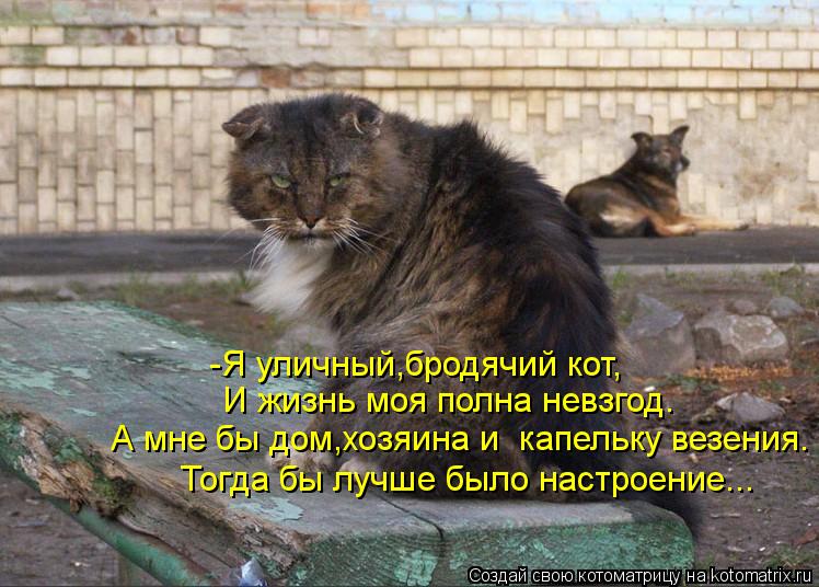 Котоматрица: -Я уличный,бродячий кот, И жизнь моя полна невзгод. А мне бы дом,хозяина и  капельку везения. Тогда бы лучше было настроение...