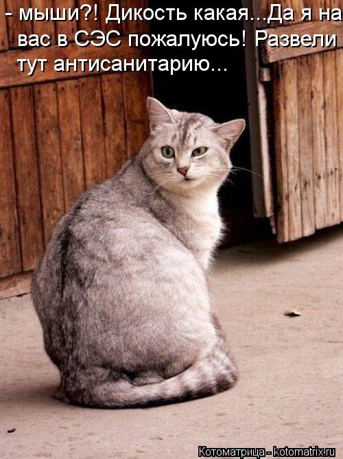 - мыши?! Дикость какая...Да я на вас в СЭС пожалуюсь! Развели тут антисанитарию...... Котоматрица: - мыши?! Дикость какая...Да я на вас в СЭС пожалуюсь! Развели тут антисанитарию...