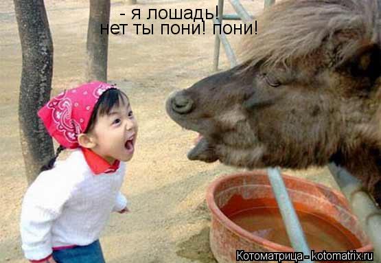 Котоматрица: - я лошадь! нет ты пони! пони!