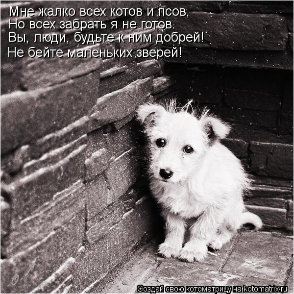 Котоматрица: Мне жалко всех котов и псов, Но всех забрать я не готов. Вы, люди, будьте к ним добрей! Не бейте маленьких зверей!