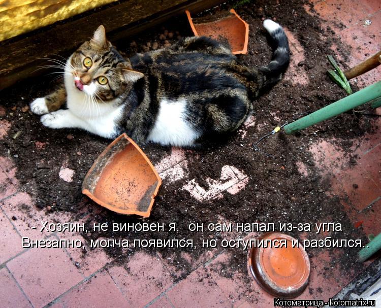 Котоматрица: - Хозяин, не виновен я,  он сам напал из-за угла Внезапно, молча появился, но оступился и разбился..