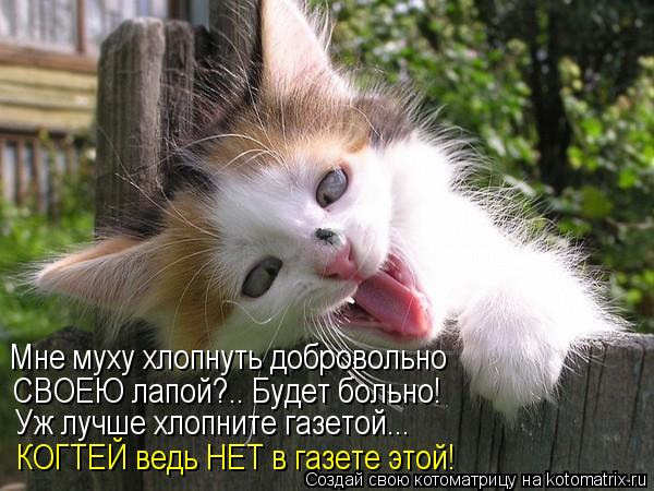 Мне муху хлопнуть добровольно СВОЕЮ лапой?.. Будет больно! Уж лучше хлопните газетой... КОГТЕЙ ведь Н... Котоматрица: Мне муху хлопнуть добровольно СВОЕЮ лапой?.. Будет больно! Уж лучше хлопните газетой... КОГТЕЙ ведь НЕТ в газете этой!