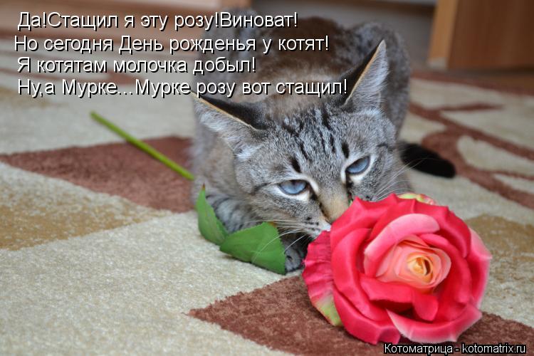 Котоматрица: Да!Стащил я эту розу!Виноват! Но сегодня День рожденья у котят! Я котятам молочка добыл! Ну,а Мурке...Мурке розу вот стащил!