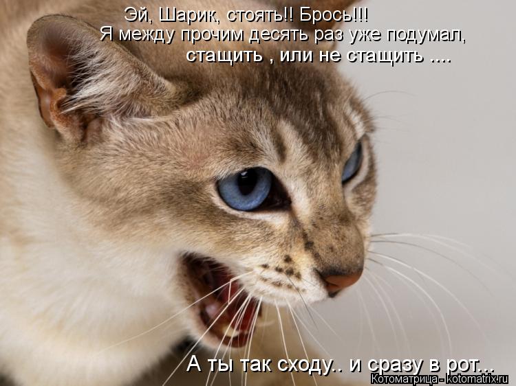 Котоматрица: Эй, Шарик, стоять!! Брось!!!  Я между прочим десять раз уже подумал,  стащить , или не стащить .... А ты так сходу.. и сразу в рот...