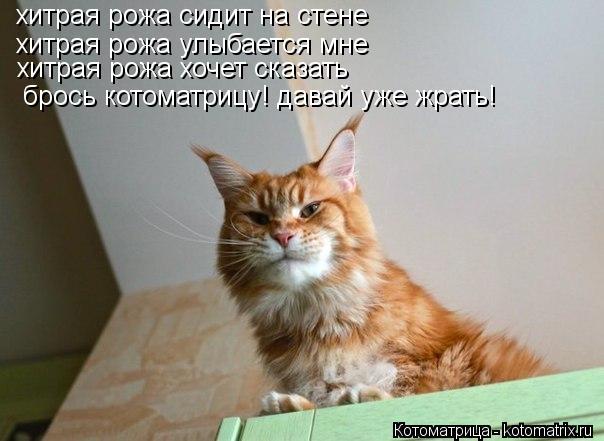 хитрая рожа сидит на стене хитрая рожа улыбается мне хитрая рожа хочет сказать брось котоматрицу! да... Котоматрица: хитрая рожа сидит на стене хитрая рожа улыбается мне хитрая рожа хочет сказать брось котоматрицу! давай уже жрать!