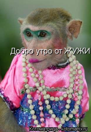 Котоматрица: Добро утро от ЖУЖИ