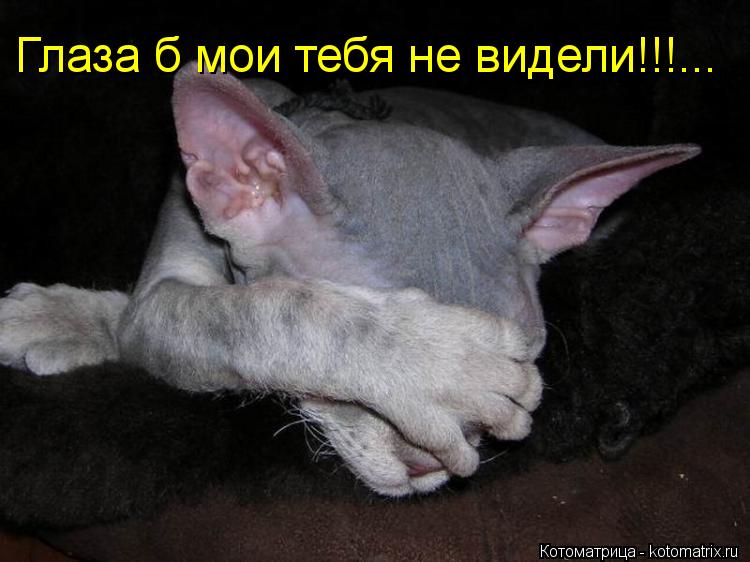 Котоматрица: Глаза б мои тебя не видели!!!...