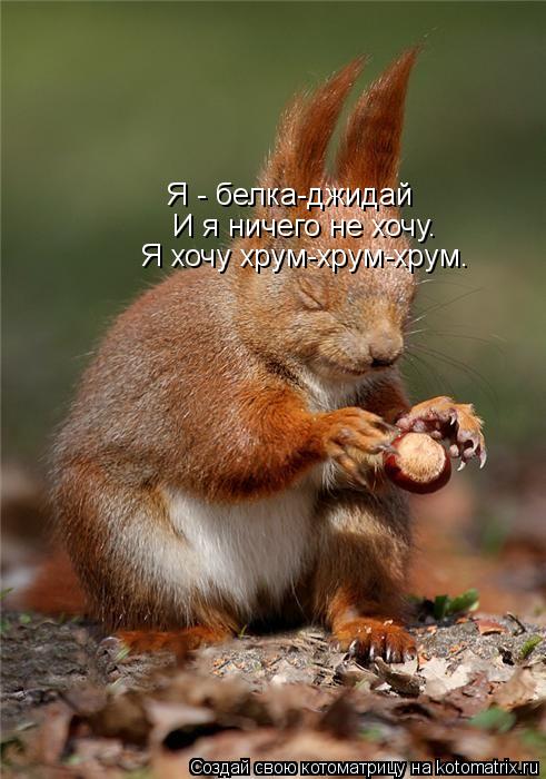 Я - белка-джидай И я ничего не хочу. Я хочу хрум-хрум-хрум.... Котоматрица: Я - белка-джидай И я ничего не хочу. Я хочу хрум-хрум-хрум.