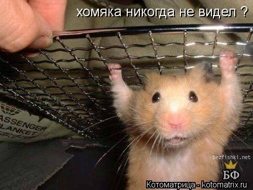 хомяка никогда не видел ?... Котоматрица: хомяка никогда не видел ?