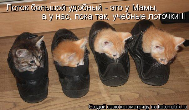 Лоток большой удобный - это у Мамы, а у нас, пока так, учебные лоточки!!!... Котоматрица: Лоток большой удобный - это у Мамы, а у нас, пока так, учебные лоточки!!!