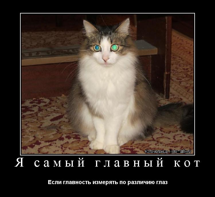 Котоматрица: Я самый главный кот Если главность измерять по различию глаз