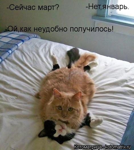 Котоматрица: -Сейчас март? -Нет,январь. -Ой,как неудобно получилось!