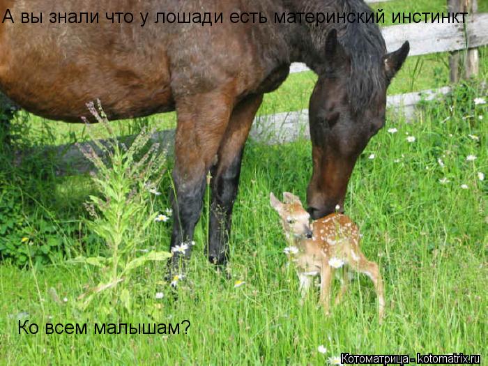 Котоматрица: А вы знали что у лошади есть материнский инстинкт Ко всем  Ко всем малышам?