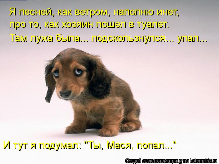 Я песней, как ветром, наполню инет, про то, как хозяин пошел в туалет. Там лужа была... подскользнул... Котоматрица: Я песней, как ветром, наполню инет, про то, как хозяин пошел в туалет. Там лужа была... подскользнулся... упал... И тут я подумал: "Ты, Мася, попал..