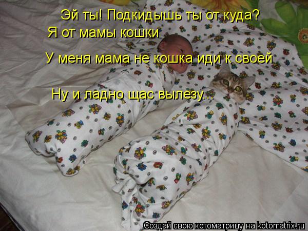 Котоматрица: Эй ты! Подкидышь ты от куда? Я от мамы кошки У меня мама не кошка иди к своей Ну и ладно щас вылезу...