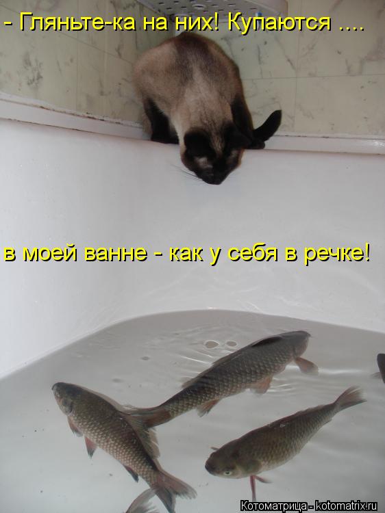 Котоматрица: в моей ванне - как у себя в речке! - Гляньте-ка на них! Купаются ....