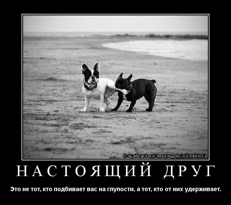 НАСТОЯЩИЙ ДРУГ Это не тот, кто подбивает вас на глупости, а тот, кто от них удерживает.... Котоматрица: НАСТОЯЩИЙ ДРУГ Это не тот, кто подбивает вас на глупости, а тот, кто от них удерживает.
