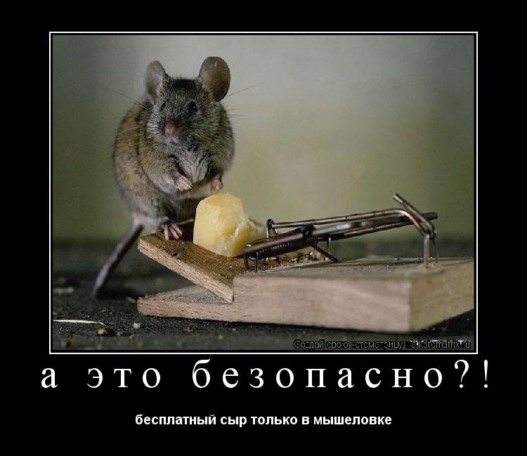 а это безопасно?! бесплатный сыр только в мышеловке... Котоматрица: а это безопасно?! бесплатный сыр только в мышеловке