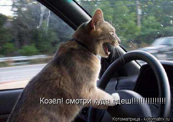 Козёл! смотри куда едеш!!!!!!!!!!!!!!!... Котоматрица: Козёл! смотри куда едеш!!!!!!!!!!!!!!!