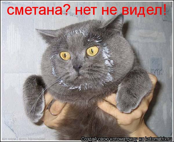 Котоматрица: сметана? нет не видел!