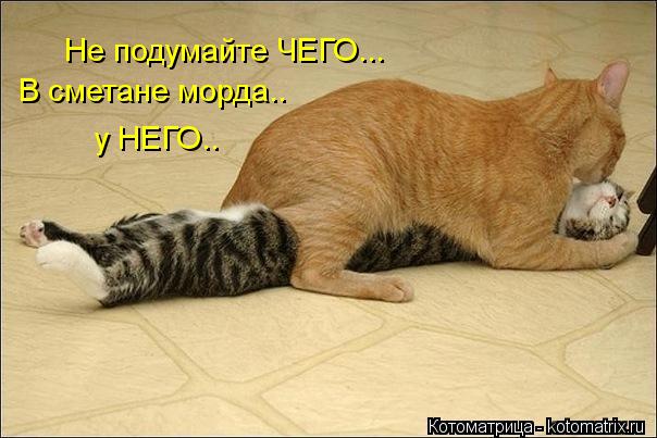 http://kotomatrix.ru/images/lolz/2012/11/27/kotomatritsa_4-.jpg