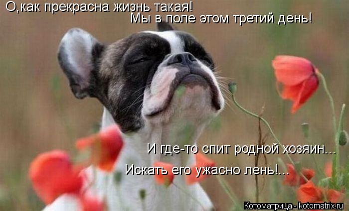 О,как прекрасна жизнь такая! Мы в поле этом третий день! И где-то спит родной хозяин... Искать его уж... Котоматрица: О,как прекрасна жизнь такая! Мы в поле этом третий день! И где-то спит родной хозяин... Искать его ужасно лень!...