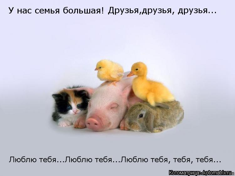 У нас семья большая! Друзья,друзья, друзья... Люблю тебя...Люблю тебя...Люблю тебя, тебя, тебя...... Котоматрица: У нас семья большая! Друзья,друзья, друзья... Люблю тебя...Люблю тебя...Люблю тебя, тебя, тебя...