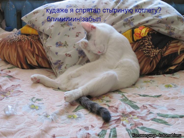 Котоматрица: кудаже я спрятал стыриную котлету? блиииииин!забыл